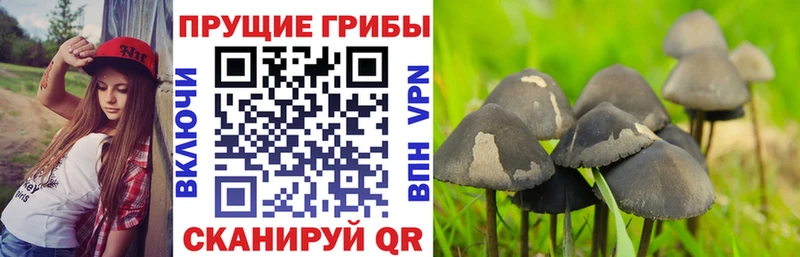 Псилоцибиновые грибы мицелий  MEGA маркетплейс  Бавлы 